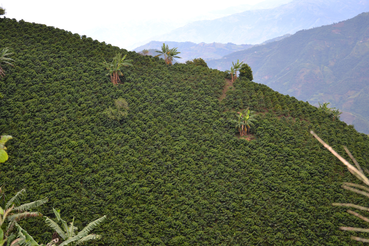 IRD_58500_PLashermes_Arabica_colombie.jp