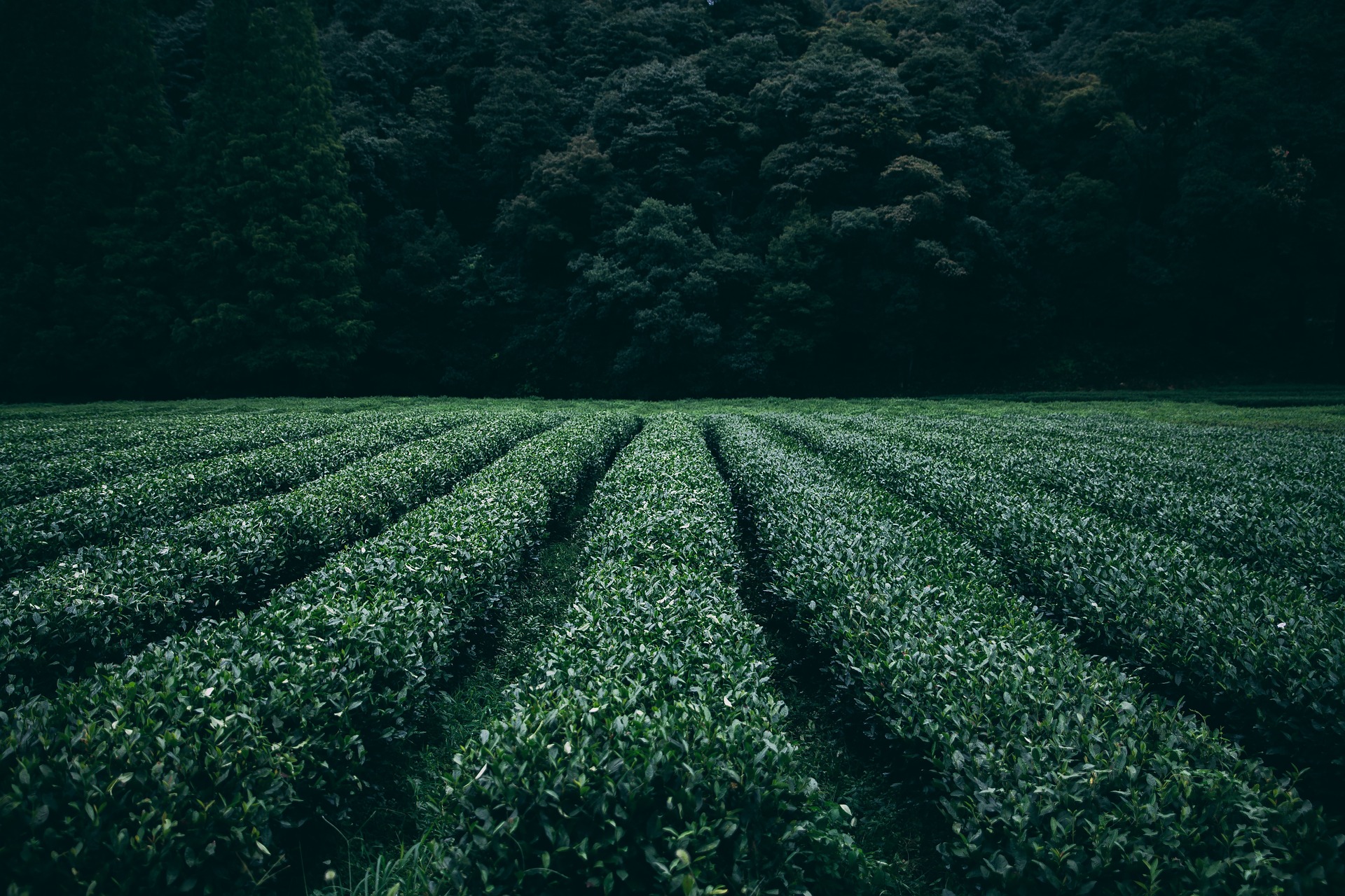 plantation de théier